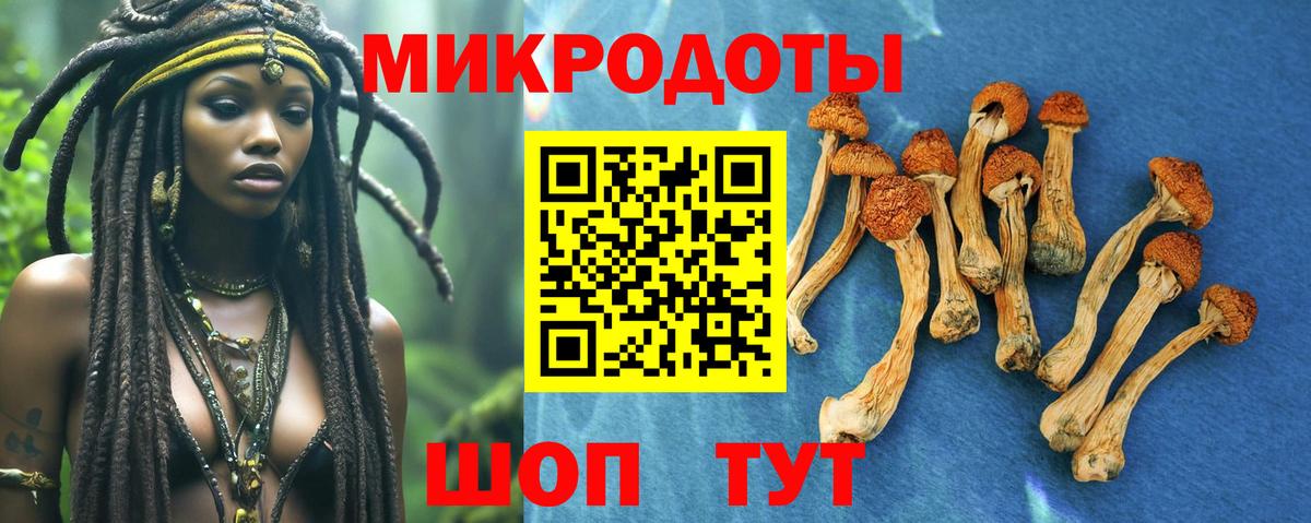 Псилоцибиновые грибы Psilocybe Красноярск